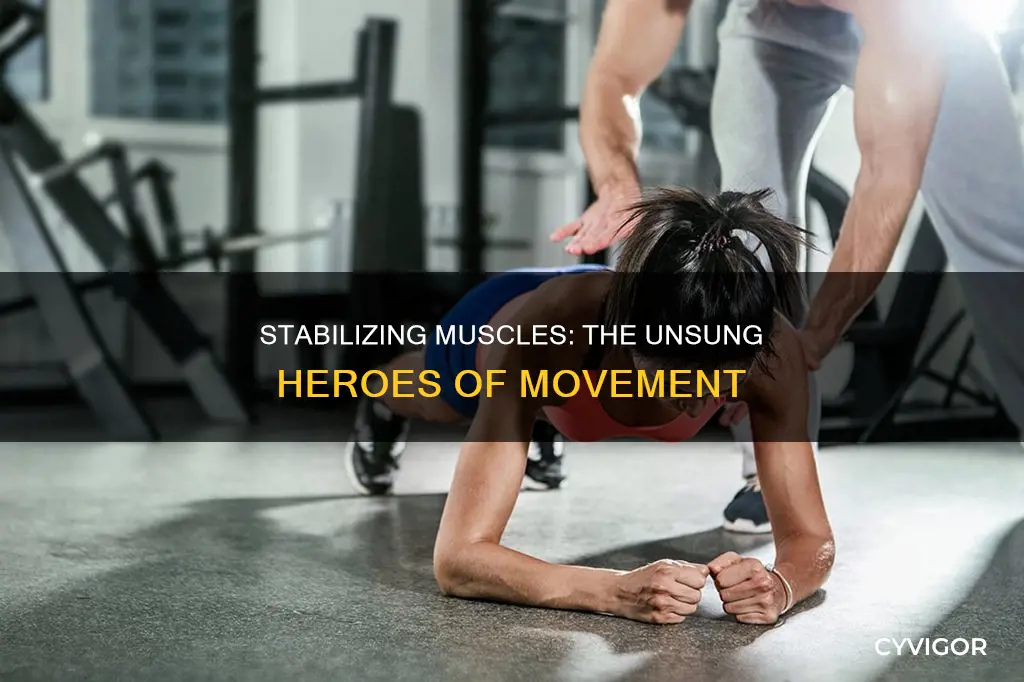 what are your stablizing muscles