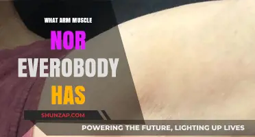 Unveiling the Hidden Arm Muscle: A Surprising Anatomical Mystery