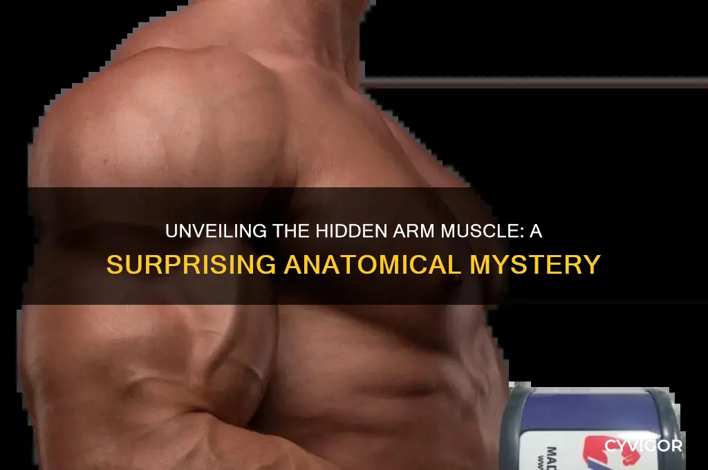what arm muscle nor everobody has