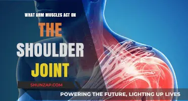 Key Arm Muscles That Control and Stabilize the Shoulder Joint