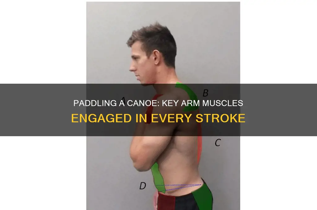 what arm muscles are worked in paddling a canoe