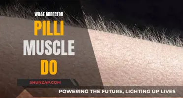 The Arrector Pilli Muscle: What's Its Function?