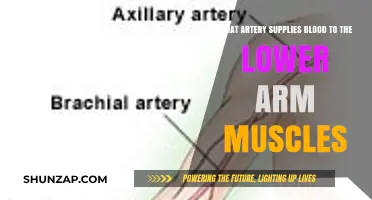 Understanding the Arterial Supply to Lower Arm Muscles: Key Insights