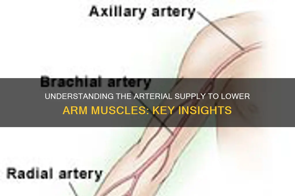 what artery supplies blood to the lower arm muscles