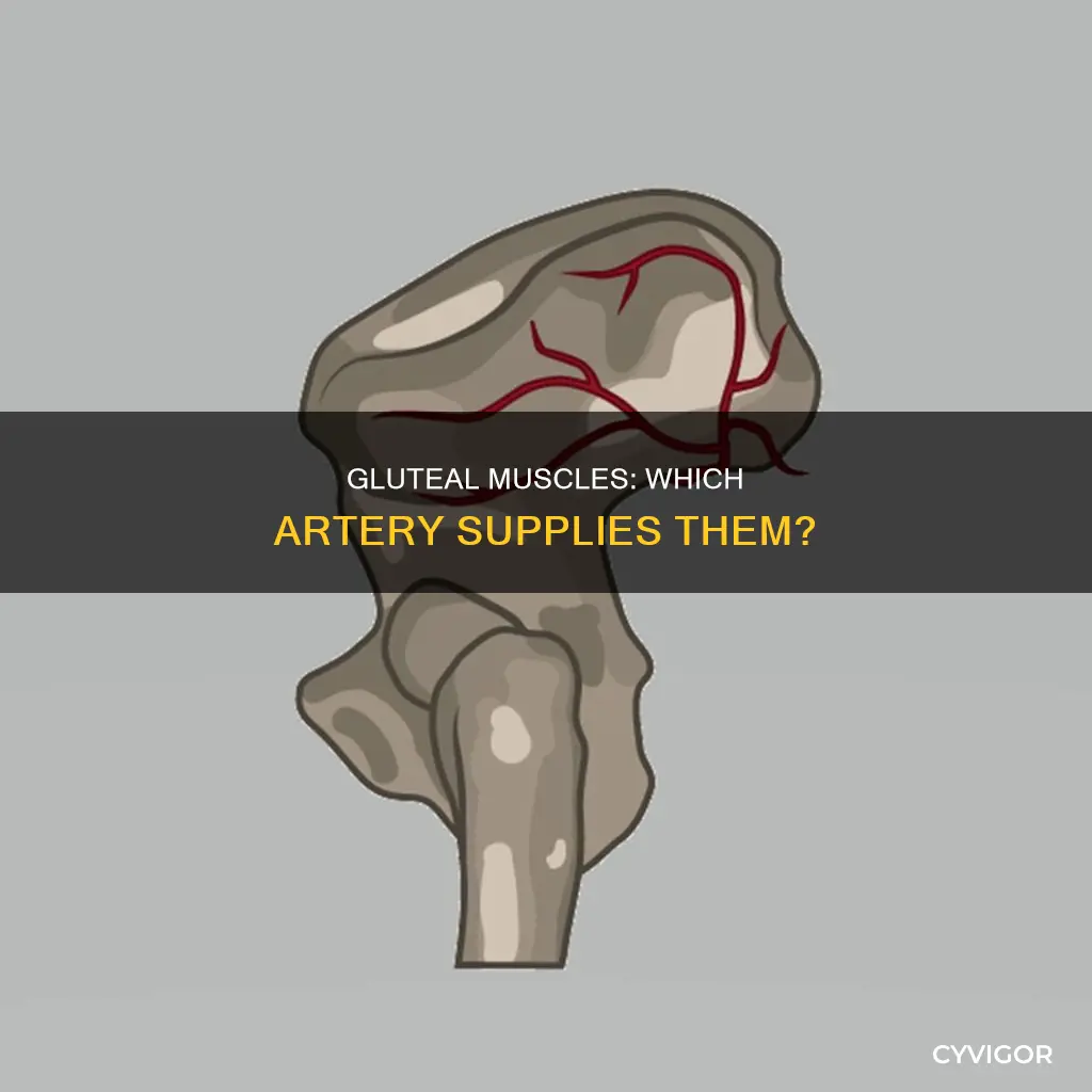 what artery supplies gluteal muscles