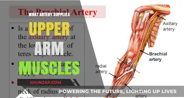 Brachial Artery: Key Supplier to Upper Arm Muscles Explained