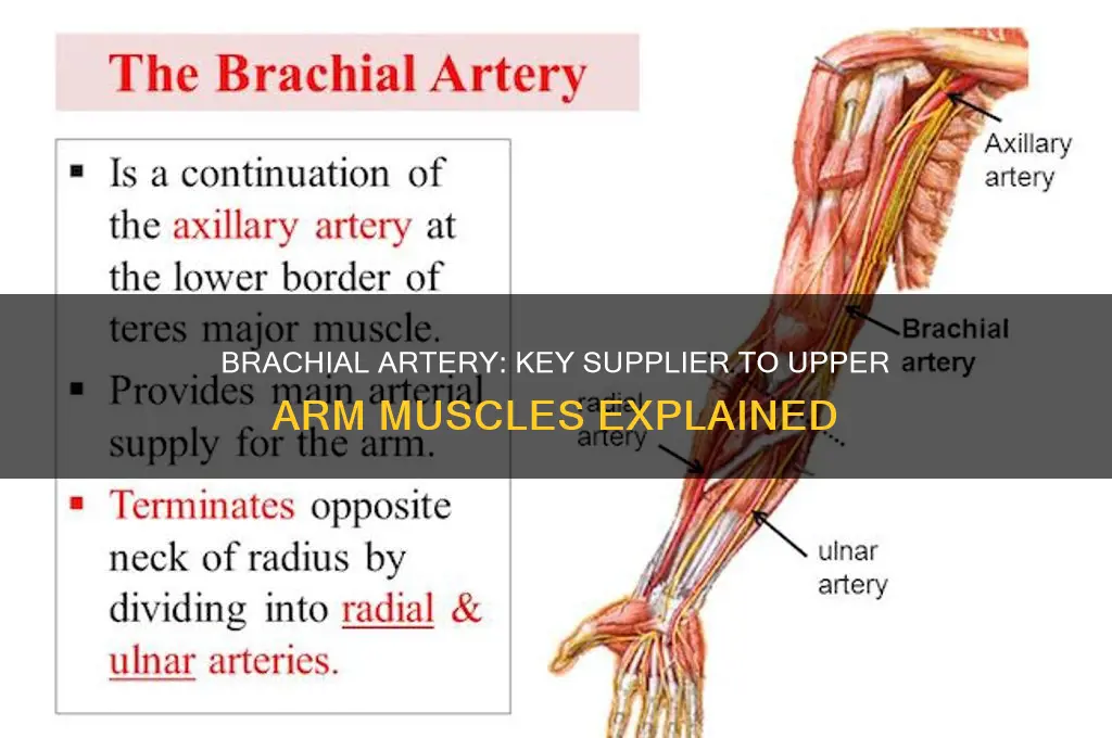 what artery supplies upper arm muscles
