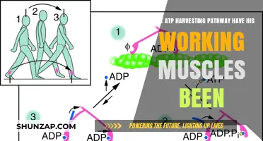 Muscle ATP Harvesting Pathways: Unveiling the Energy Secrets of Working Muscles