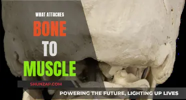The Powerful Bond: Muscle-Bone Attachments Explained