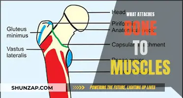 How Muscles and Bones Connect Together