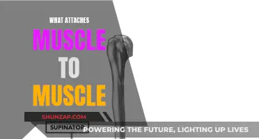Exploring the Connective Tissue: Muscle to Muscle Attachment