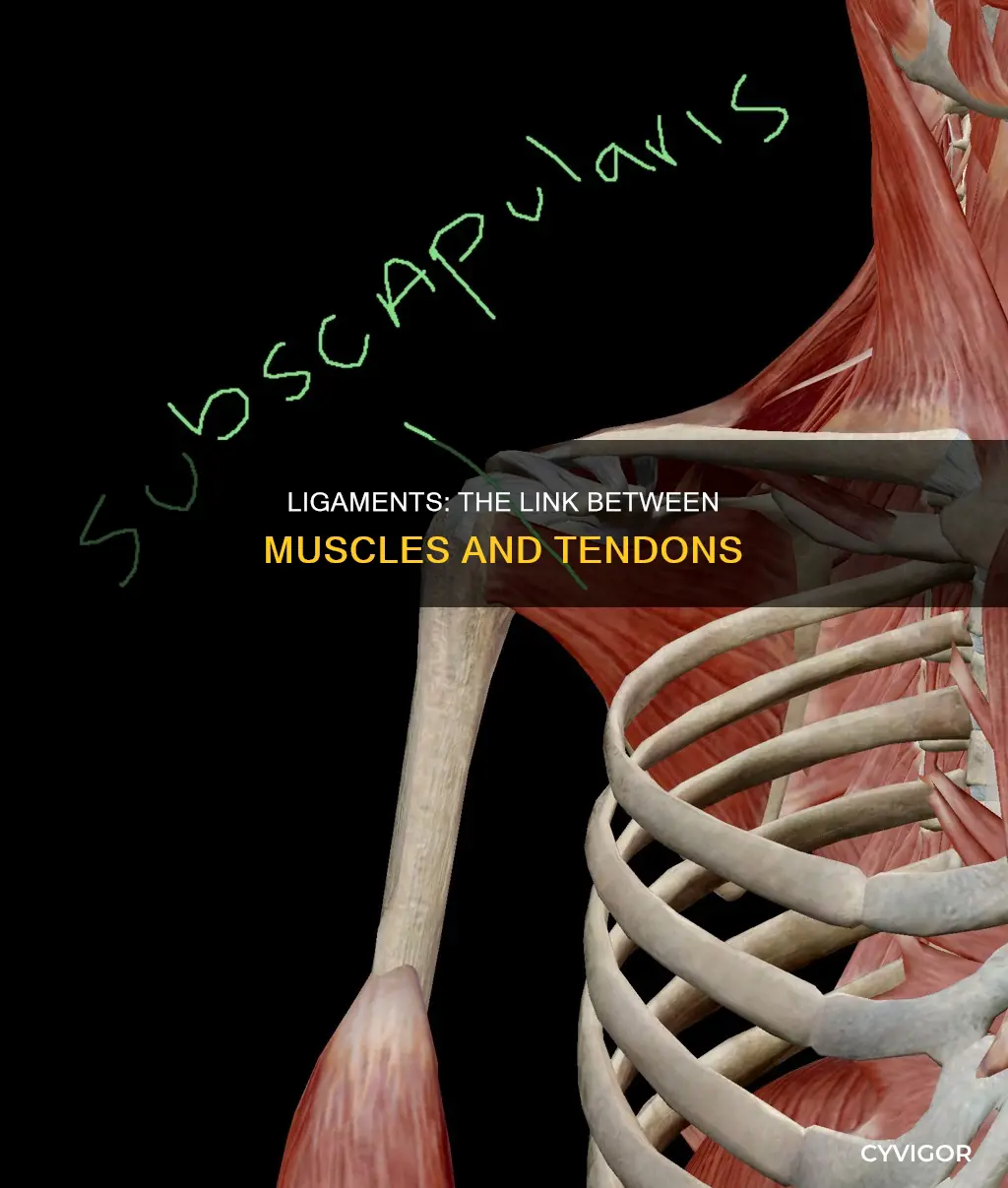 what attaches muscles and tendons