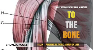 How Tendons Secure Arm Muscles to Bones: A Detailed Explanation