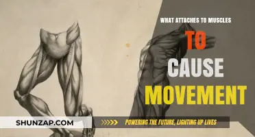 How Muscles Move: The Power of Attachments