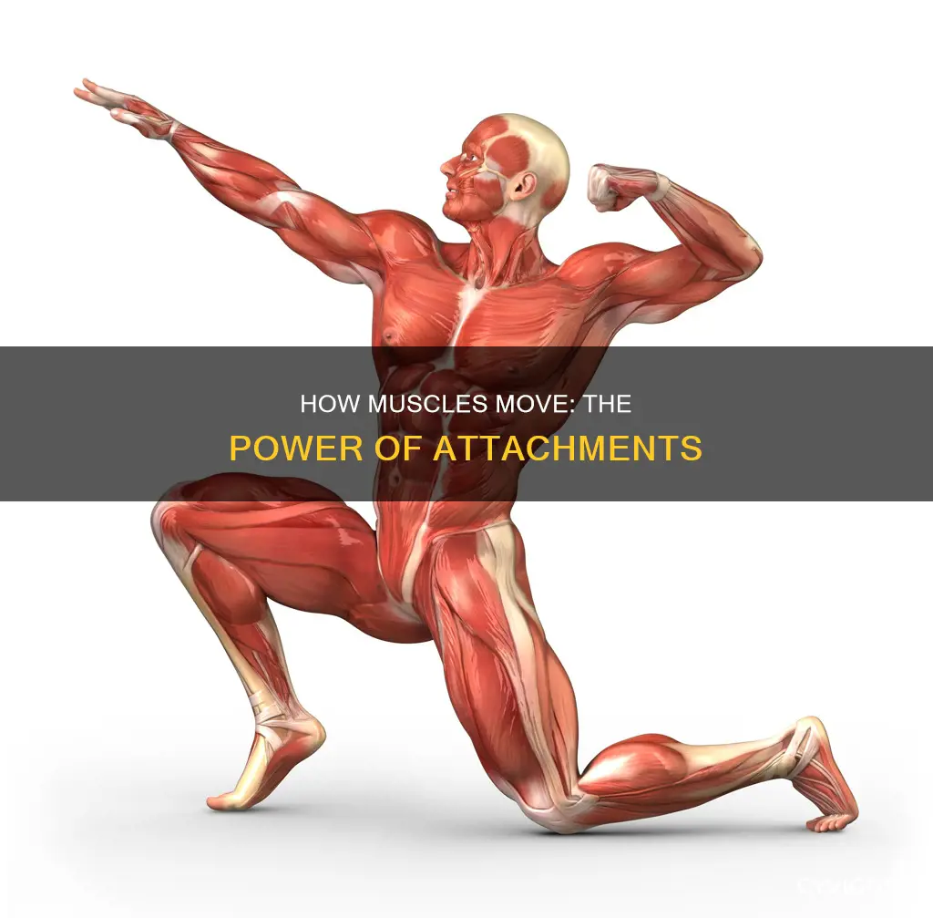 what attaches to muscles to cause movement