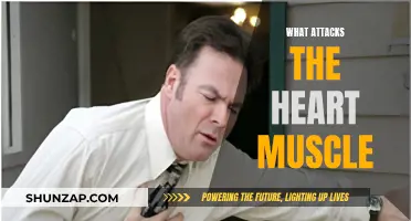 Heart Muscle Under Attack: What are the Culprits?