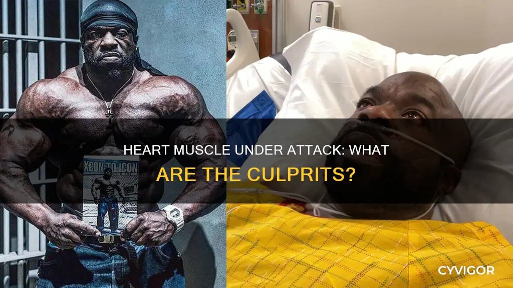 what attacks the heart muscle