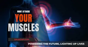 Muscle Saboteurs: What's Attacking Your Muscles From Within?