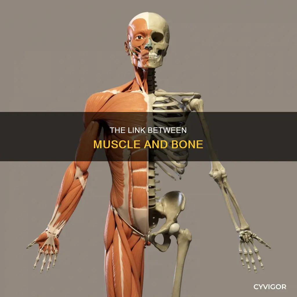 what attatched muscle to bone