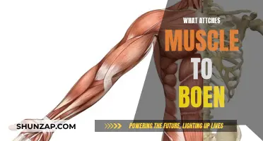 How Muscles and Bones Connect Together