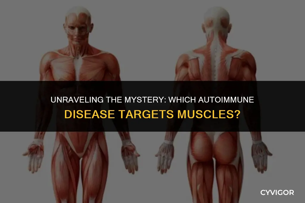 what autoimmune disease affects muscles