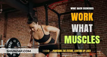 Effective Back Exercises: Targeting Muscles for Strength and Posture