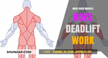 Deadlift Back Muscles: Targeted Strength Training for Optimal Results