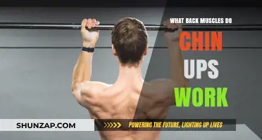Chin Ups: Targeted Back Muscles and Strengthening Benefits Explained