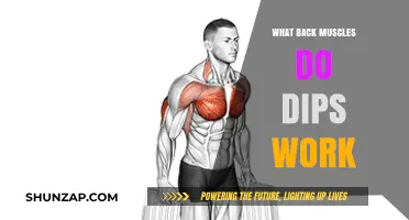 How Dips Target and Strengthen Your Back Muscles Effectively