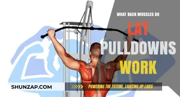 Lat Pulldowns: Targeted Back Muscles and Workout Benefits Explained