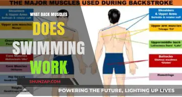 Swimming's Power: Unlocking Strength in Your Back Muscles