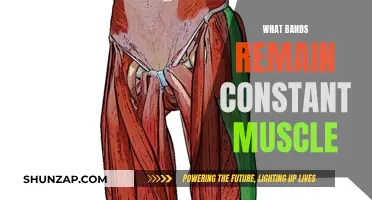 Bands for Constant Muscle Gain and Strength