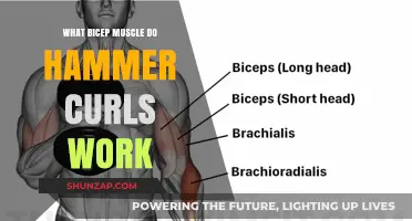 Hammer Curls: Targeting the Brachialis and Biceps for Stronger Arms