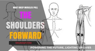 Bicep Muscles and Shoulder Posture: Understanding Forward Pull Dynamics
