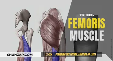 Unlocking the Power of Biceps Femoris Muscle