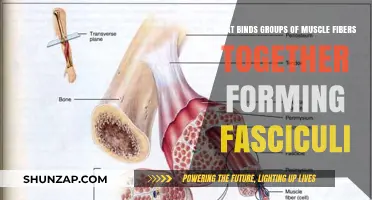 How Connective Tissue Binds Muscle Fibers into Fasciculi