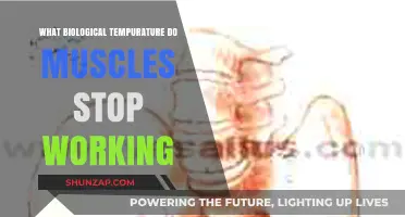 Muscle Function Limits: Critical Biological Temperature Thresholds Explained