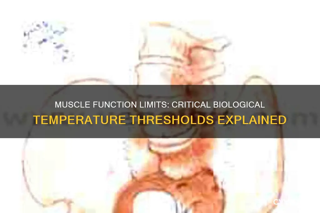 what biological tempurature do muscles stop working