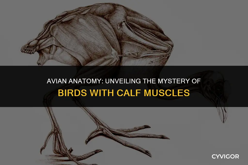 what birds have calf muscle