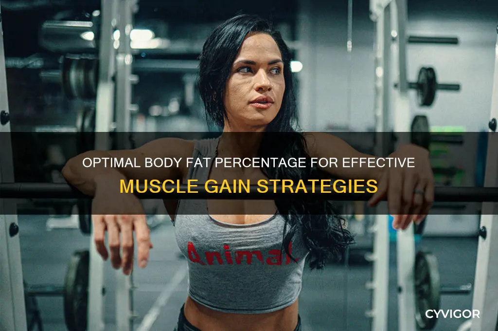 what body fat for muscle gain