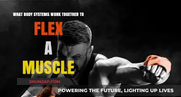 Muscle Flexing: How Nervous, Muscular, and Skeletal Systems Collaborate