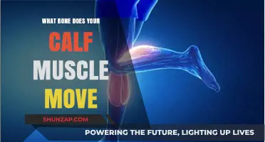 Unveiling the Connection: Calf Muscles and Bone Movement Explained