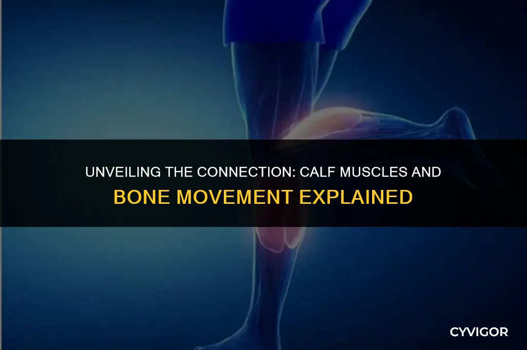 what bone does your calf muscle move