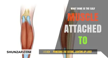 Exploring Anatomy: Calf Muscle's Connection to the Shin Bone