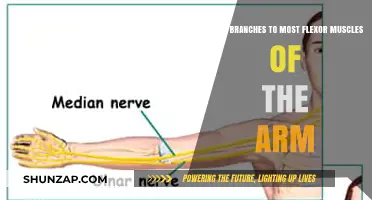 Understanding the Medial Nerve's Role in Flexing Arm Muscles