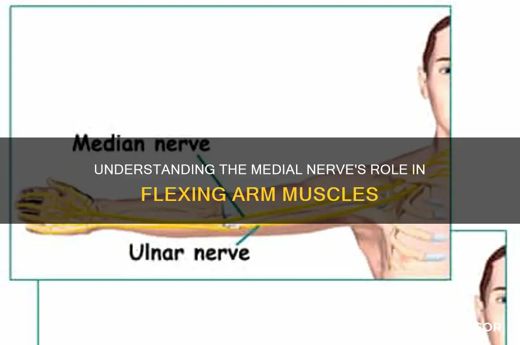 what branches to most flexor muscles of the arm