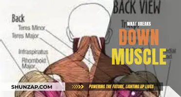 Muscle Breakdown: What's Destroying Your Gains?
