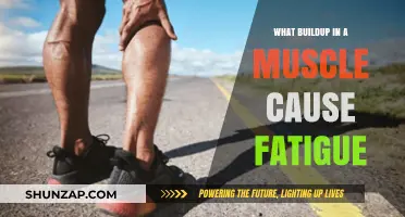 Muscle Fatigue: The Mystery of Lactate Buildup