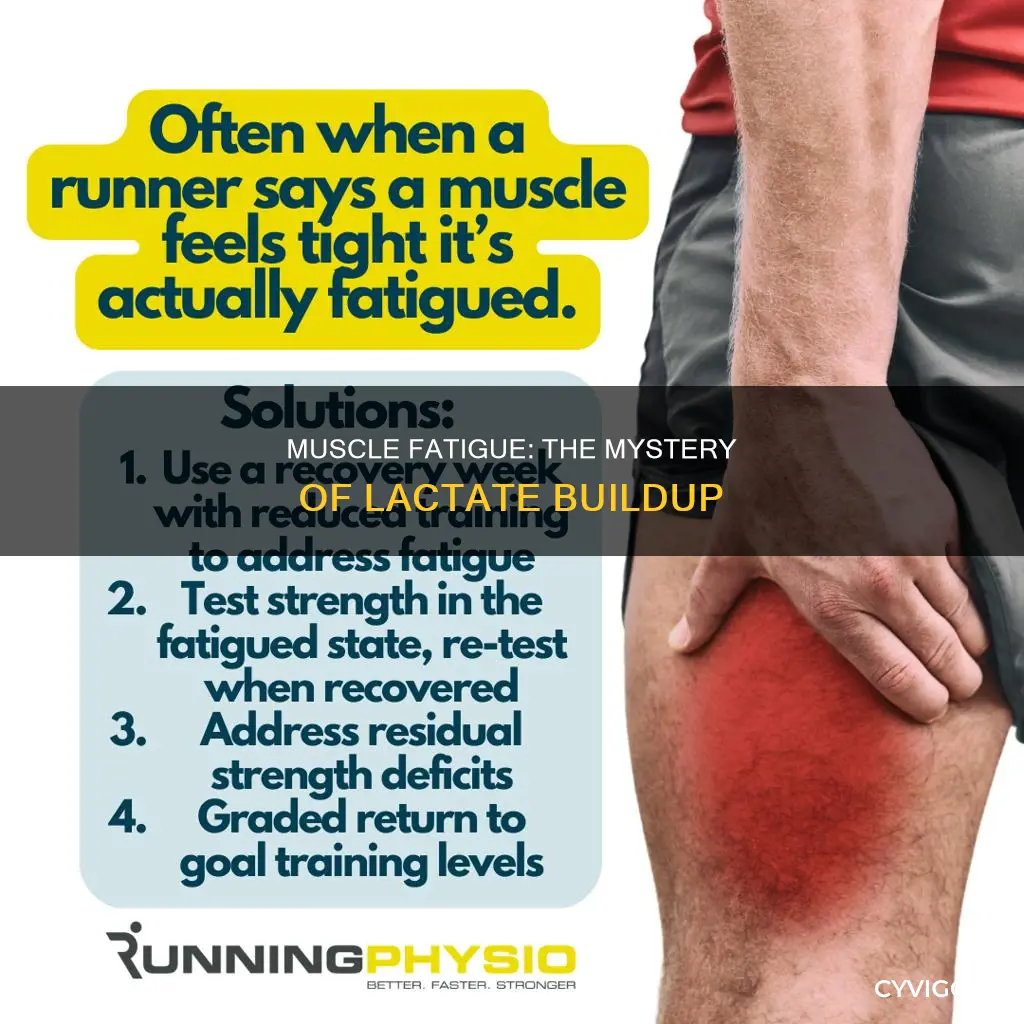 what buildup in a muscle cause fatigue