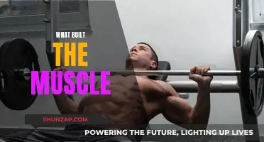 Building Muscle: What Really Works?